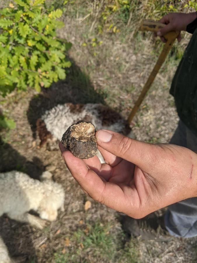 Il Ciliegio Del Pellegrino Apartman Gubbio Kültér fotó